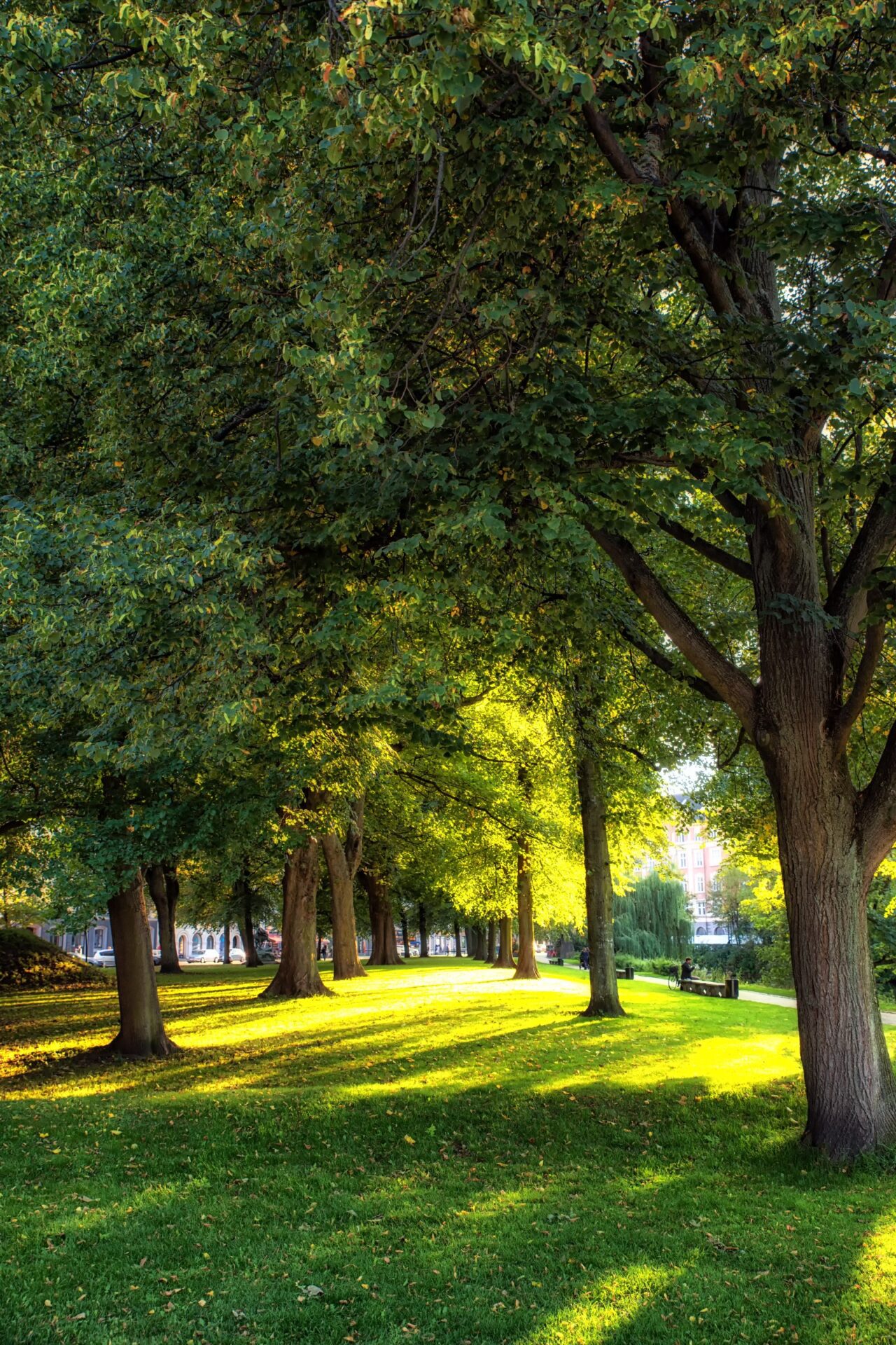 115443619_ebook-cover_normal_none trees