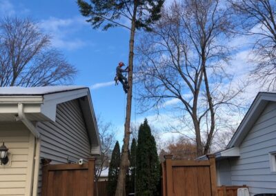 person strapped to a tree