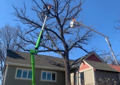 two people in a crane next to a tree
