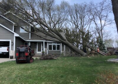 tree leaning against a house