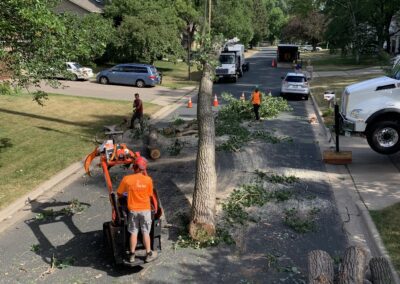 large tree and a crane with a work crew