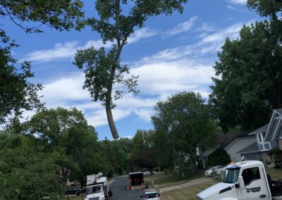 large tree and a crane with a work crew