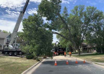 large tree and a crane with a work crew