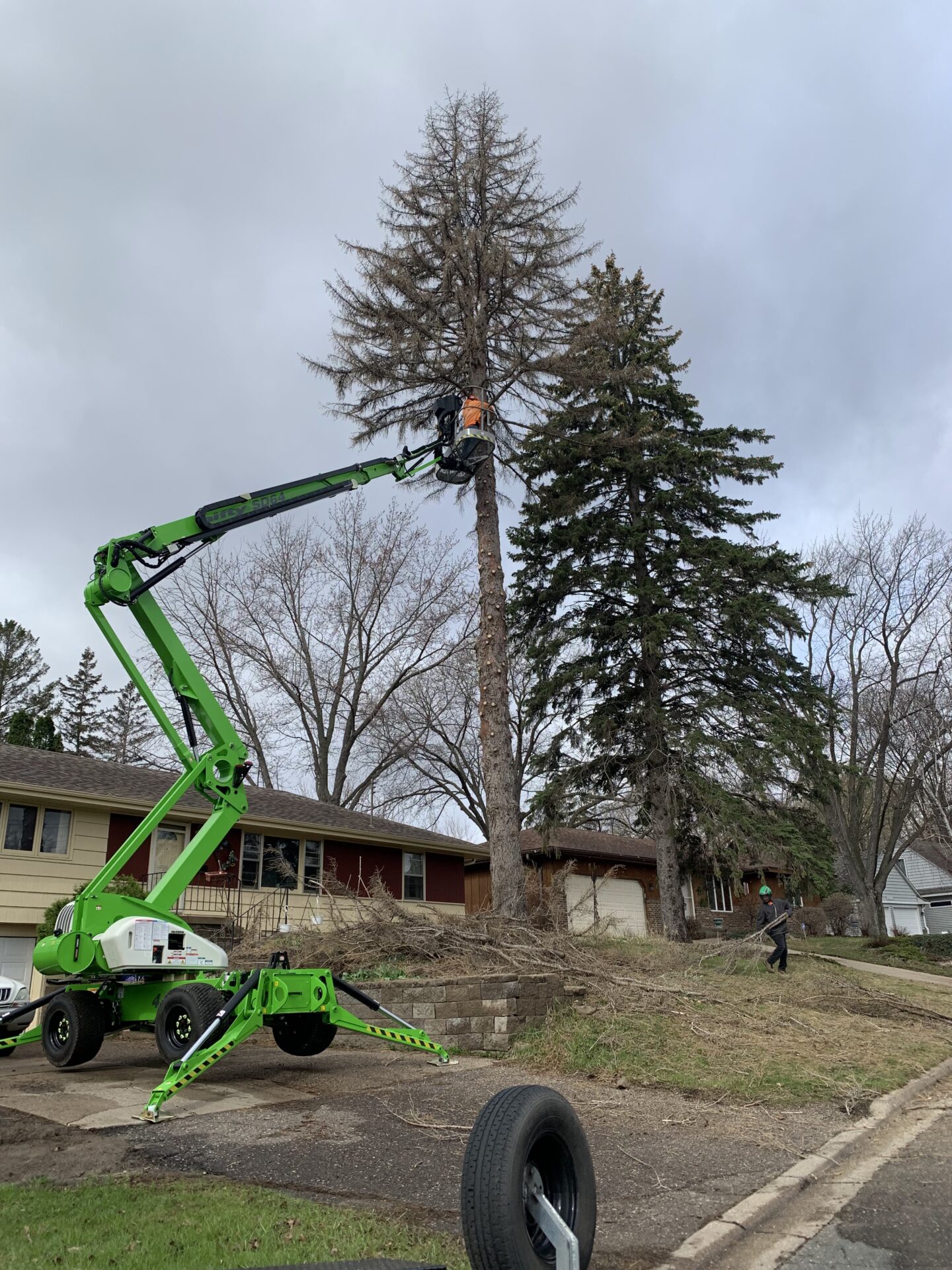 Image of a man standing next to the cutten tree Image of a man standing next to the cutten tree