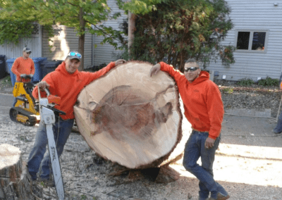 two men standing beside a large tree trunk sawed off