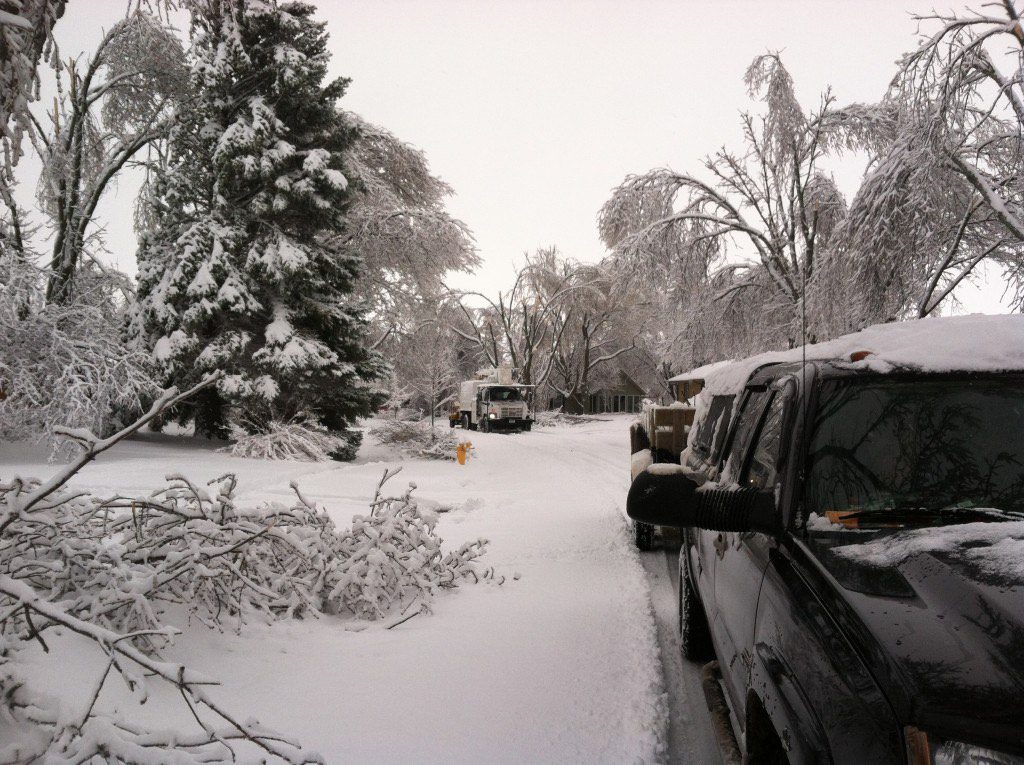 snow frosted tree